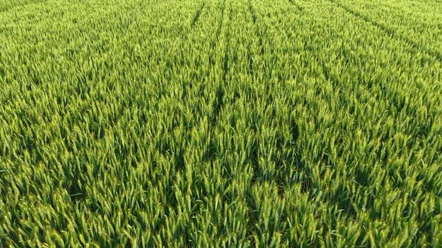 aerial view of Green Wheat Fields with Geometric Patterns