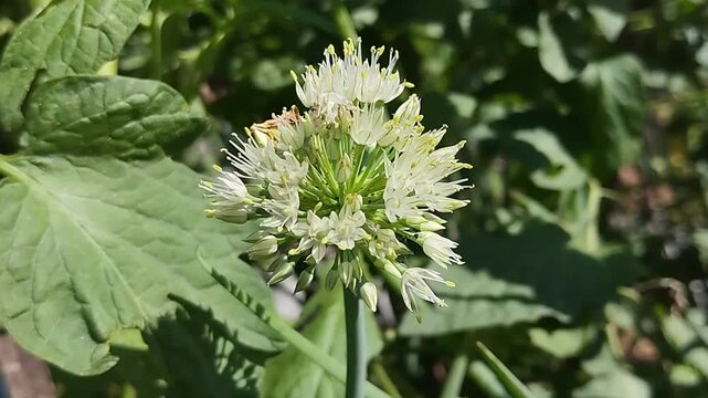 Blooming white flower of spring onion (Allium fistulosum) in the vegetable garden.