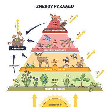 Energy pyramid illustrates trophic flow from sunlight to producers, consumers, and decomposers, key objects, plants, deer, fox.