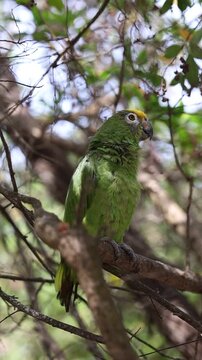 Yellow-crowned amazon or yellow-crowned parrot (Amazona ochrocephala) in an island off the coast of Cartagena, Colombia (Vertical Video)