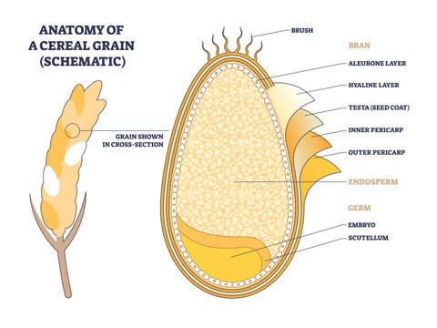 Anatomy of cereal grain, labeled schematic clarifying seed structure for food science, highlighting bran, endosperm, and germ cross-section.