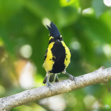 Himalayan Black-lored Tit Facing Camera on Tree Branch with Bright Yellow and Black Plumage