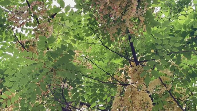 Outdoors garden surrounded by flower blossoming trees, stock footage