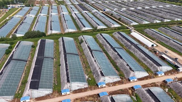 aerial view of a sprawling greenhouse farm with neat, parallel rows of plastic tunnels
