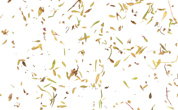 dried chopped thyme leaves, isolated on white background, top view 