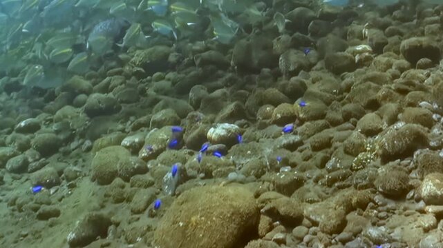 A shimmering school of fusilier fish gracefully sweeps across the clear ocean waters. Below, vibrant electric blue damselfish playfully dart and hover among the sun-drenched rocky seabed.