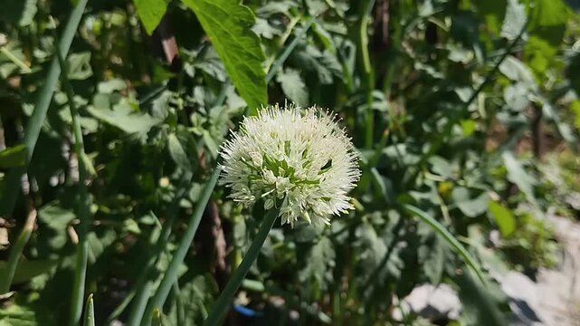 Blooming white flower of spring onion (Allium fistulosum) in the vegetable garden.