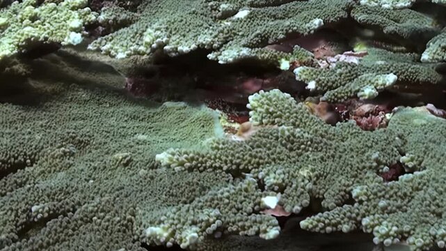 Witness enchanting underwater spectacle as myriad coral polyps gently sway on living reef. This close exploration reveals intricate beauty of ocean's vibrant ecosystem, bathed in daytime light.