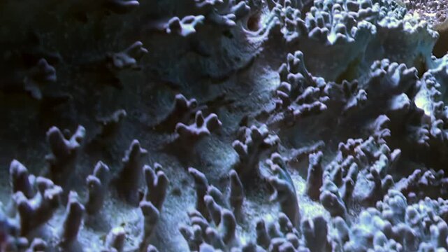 Witness the sublime beauty of a living reef, where intricate coral formations gently pulse. Explore the vibrant textures of the deep sea garden, as these ancient organisms thrive in their aquatic home