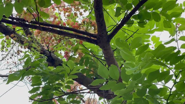Outdoors garden surrounded by flower blossoming trees, stock footage