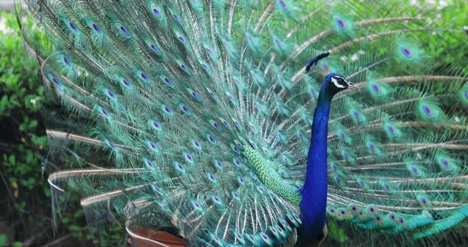 Peacock displaying fully spread tail feathers with iridescent blue and green plumage featuring distinctive eyespot patterns. Mid-close shot captures the unique mating ritual of Indian National Bird.