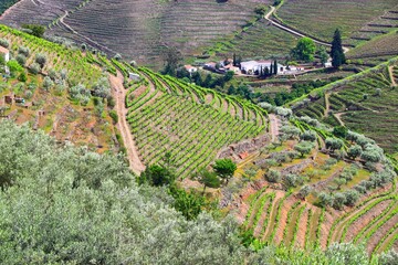 Obraz premium Douro vineyards and olive trees. Portugal vineyard rural landscape. Alto Douro DOC wine making region landscape.