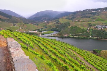 Obraz premium Portugal wine region - vineyards on hills along Douro river valley. Alto Douro DOC.