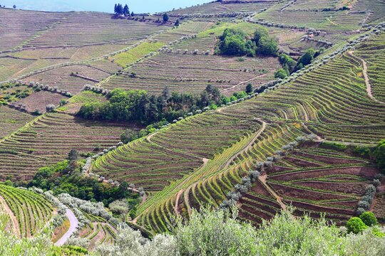Douro vineyards and olive trees. Portugal vineyard rural landscape. Alto Douro DOC wine making region landscape.