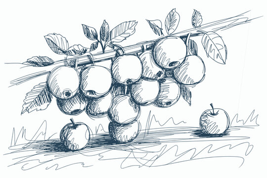 Charcoal drawing of apples growing on a branch with one apple on the ground in a rough style, nature and food concept