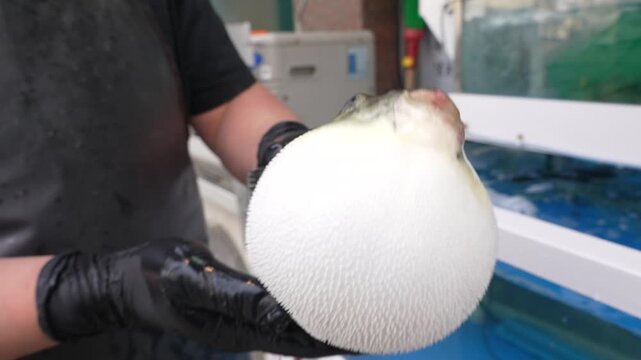 Person who pulled live pufferfish out of tank