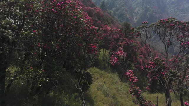 rhododendrons in full bloom in late fall in Nepal.