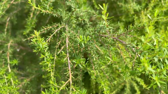 Outdoors garden surrounded by tropical plant, stock footage