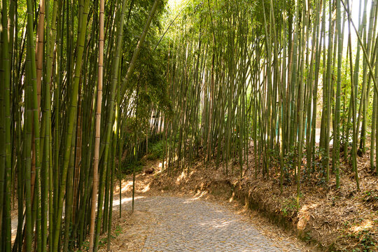 A winding cobblestone path through a dense bamboo forest with sunlight filtering through the leaves