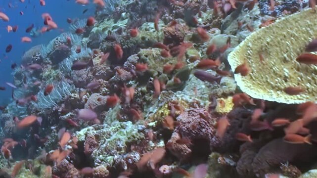 Mesmerizing azure waters reveal a tropical coral reef alive with activity. Countless ruby-hued fish dart among a tapestry of vibrant corals.