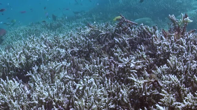 Small colorful fish dart and swim gracefully through a bleached coral reef. This underwater world reveals a bustling aquatic ecosystem during the day.