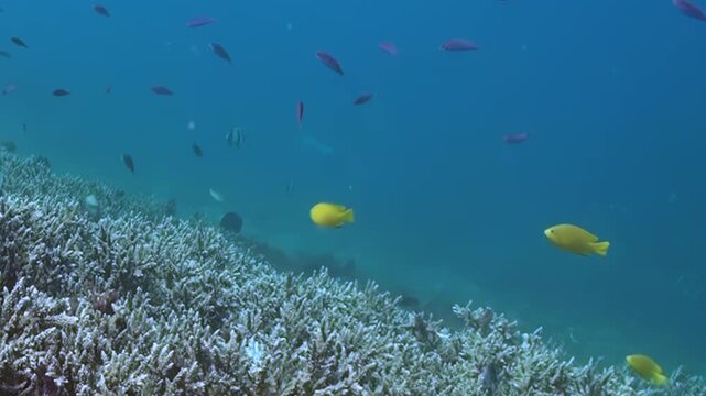 Dazzling school of small, colorful anthias glides effortlessly around bright, intricate hard coral formation. Sunlight filters gently through clear blue water, illuminating serene marine spectacle.