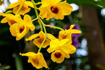 Fototapeta premium Close-up of vibrant yellow Dendrobium orchids with dark centers and raindrops on petals. Exotic tropical flowers blooming in a greenhouse with a blurred background. Nature and botanical concept