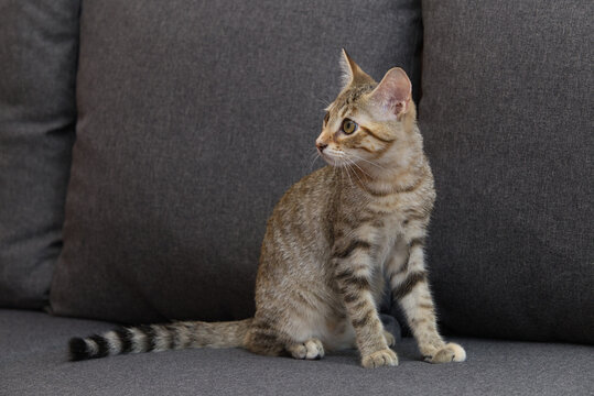 Cute tabby kitten sitting on a grey sofa looking to the side