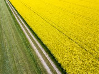 Aerial view of a vibrant yellow rapeseed field and a green meadow separated by a rural dirt path. High-angle drone shot of agricultural landscape in spring. Nature and farming concept © JaRu Creative Studio