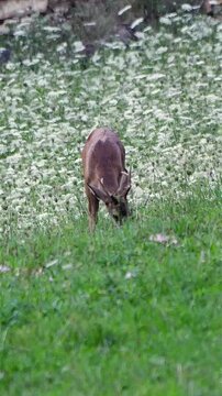 Corzo macho pastando en un prado de flores silvestres en los Pirineos