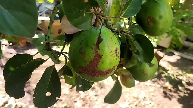 Footage focuses on a single avocado fruit with scars or textured damage on its skin surface.
