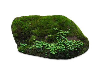 Flat forest rock covered with green moss isolated on white. © fotomaster