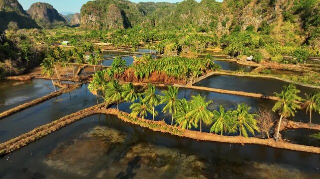 Aerial view of traditional fish ponds surrounded by palm trees and lush tropical vegetation under golden sunlight in Maros, South Sulawesi, Indonesia.