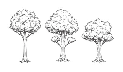Three stylized trees with foliage and textured trunks nature © MrZayang