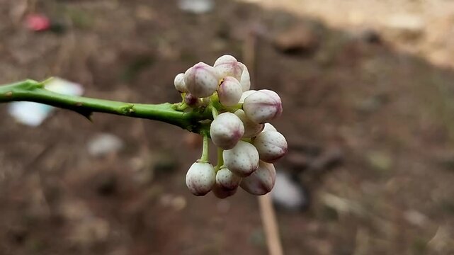 Footage presents a close-up of a cluster of kaffir lime flower buds nearing opening. 