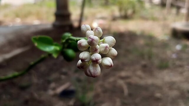 Footage depicts kaffir lime flower buds in a dense, rounded arrangement in the center of the frame.