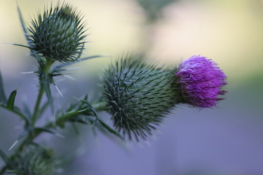 Belle fleur d'un Chardon commun, Cirsium vulgare