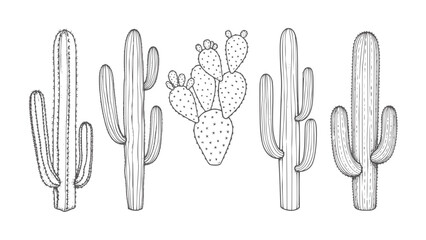 Hand drawn line collection of various desert cacti plants cactus succulent prickly © Rana