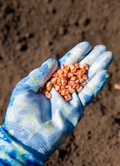 Obraz premium Plant corn in the garden. Selective focus.