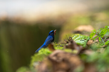 Obraz premium Male Small Niltava perched naturally in a lush forest habitat, showcasing its vivid blue plumage and orange underparts in soft natural light. A beautiful wild bird captured in its natural environment