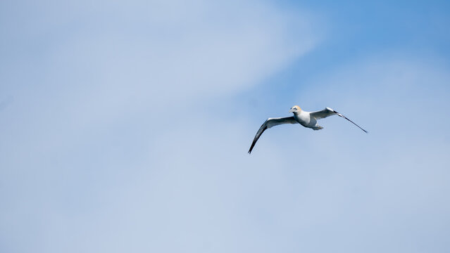 Northern gannet soaring against blue sky over the North Sea