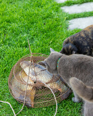 Fototapeta premium Cats take out the fish from the net. Selective focus.