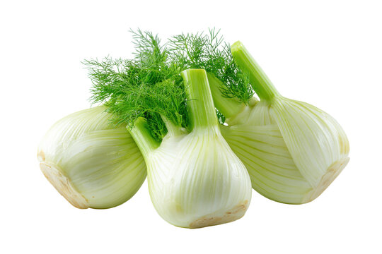 Freshly harvested fennel bulbs with green fronds on a white background isolated on transparent background