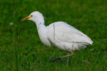 Fototapeta premium cattle egret, in the foreground, on the meadow looking for food, in May during the spring migration