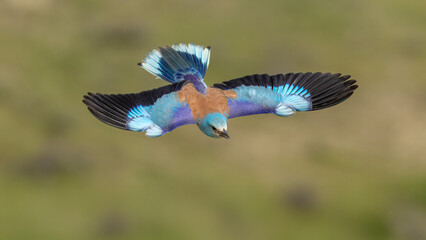 European Roller captured in flight. © Mehmet