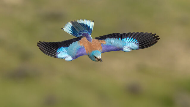 European Roller captured in flight.