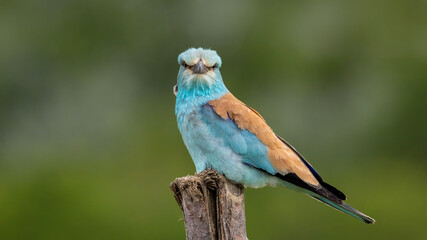 European Roller perched on a billet. © Mehmet