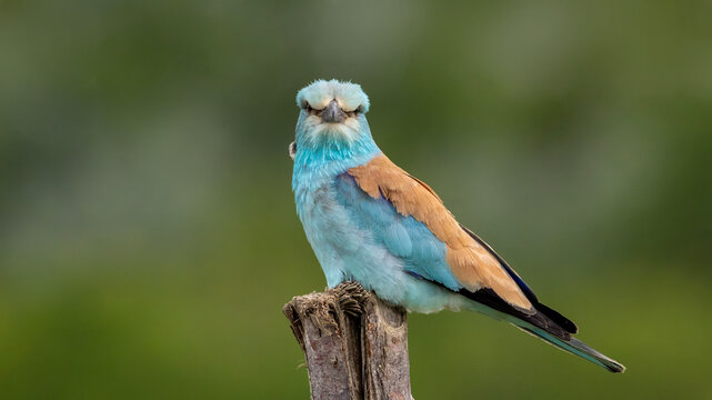 European Roller perched on a billet.