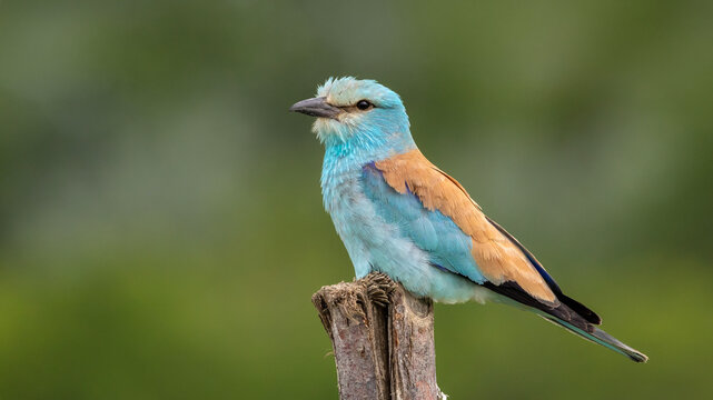 European Roller perched on a billet.