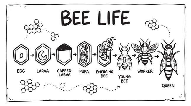 Bee life cycle stages from egg to adult queen diagram illustration.